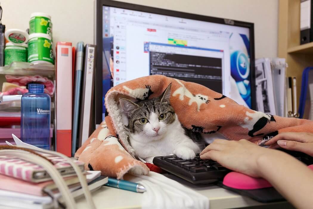 So, Should You Be Bringing Your Cat To Work? Hive