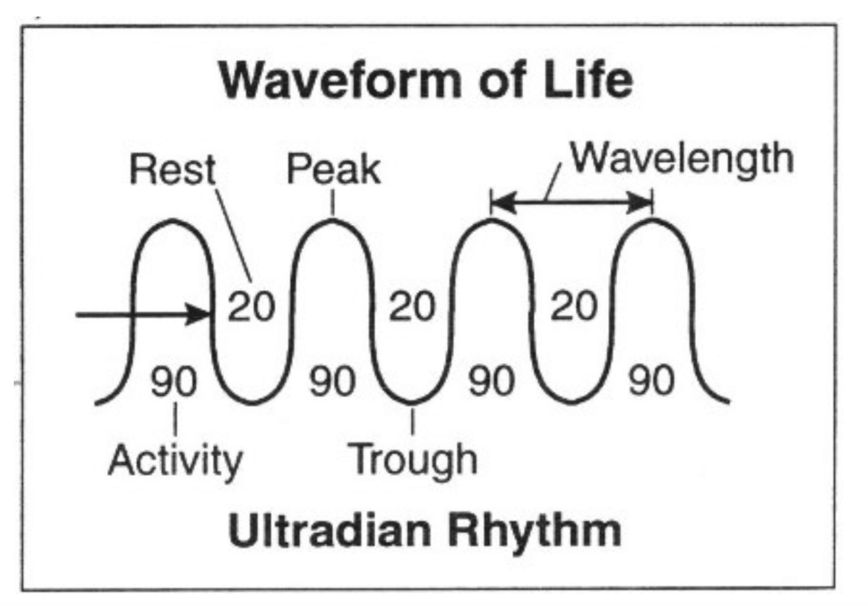 Ultradian Rhythm Chart